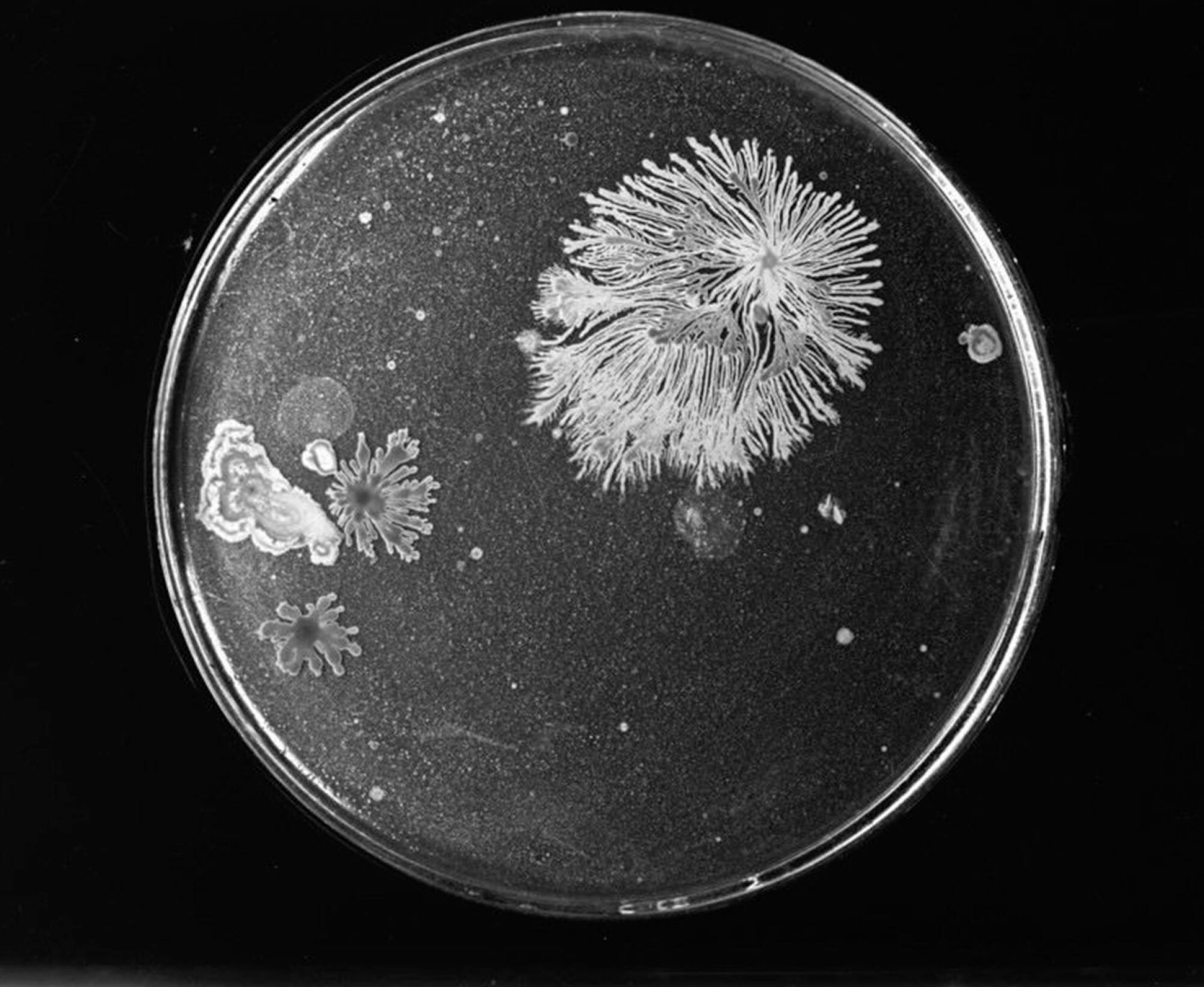 Black and white image showing a petri dish with bacteria growing on the medium.