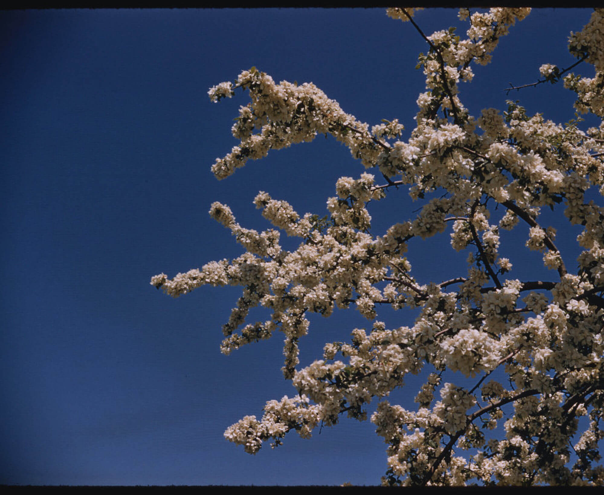 Apple blossoms bloom on branches which appear against a bright blue sky.