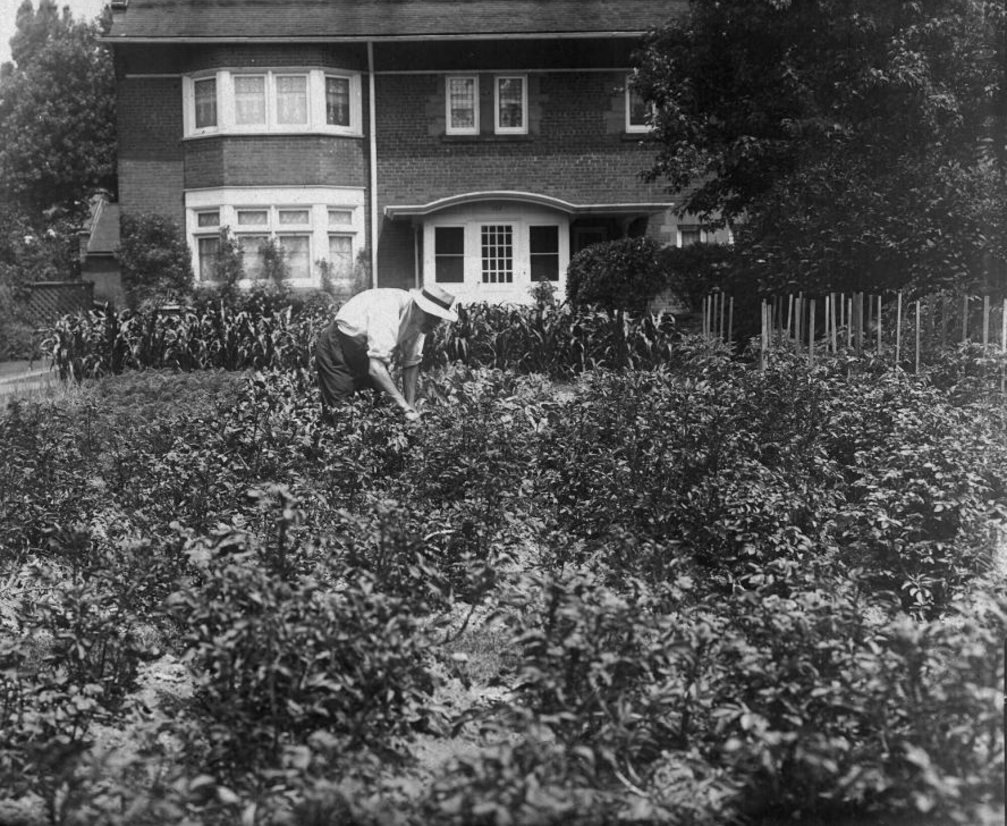 Black and white image of a man tending to a lush vegetable garden. There is a house in the background and a road off to the side.
