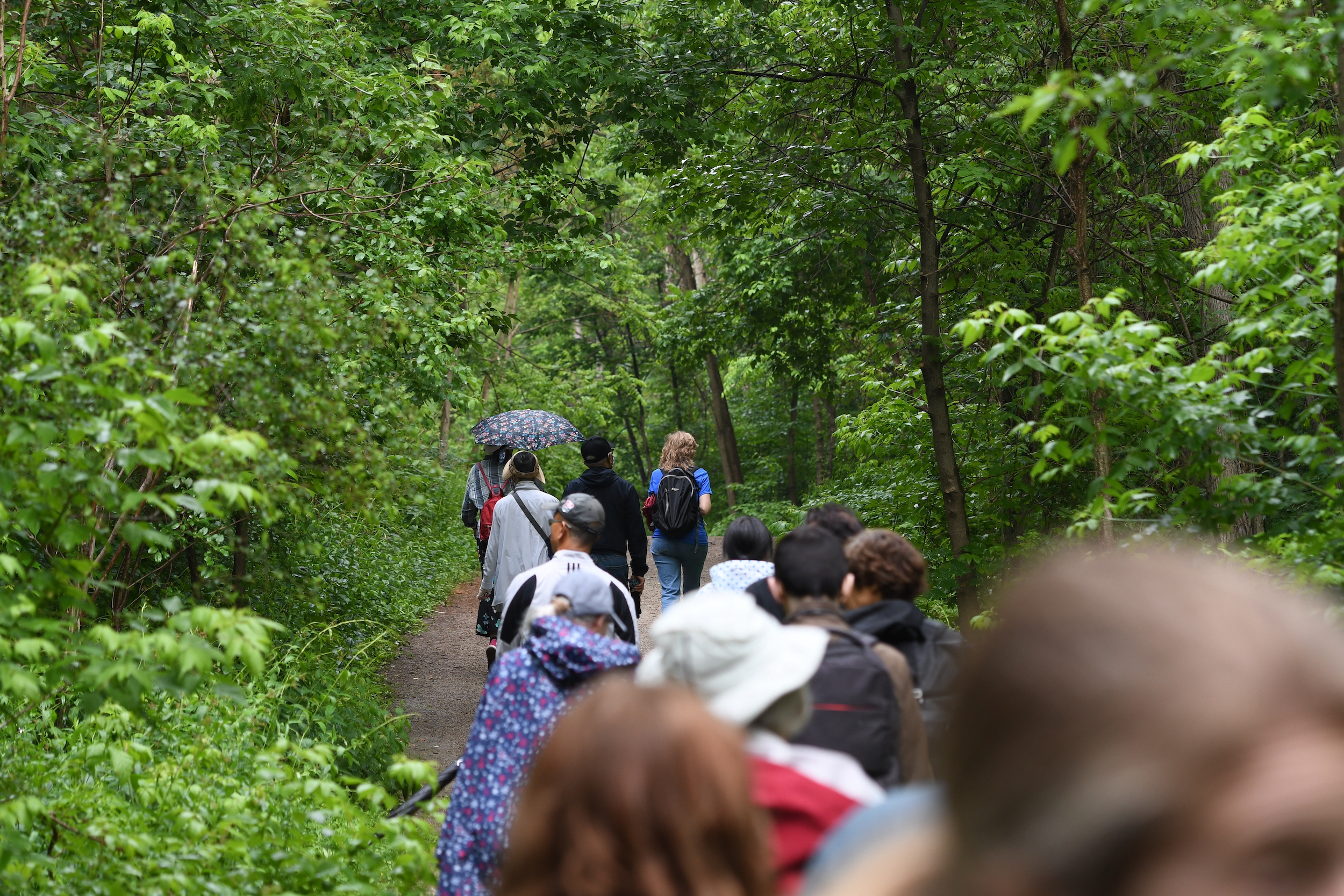 A group of tour participants walking down a wooded path. At the front of the group is a woman in a blue heritage Toronto volunteer shirt and carrying a backpack. They are all facing away from the camera.