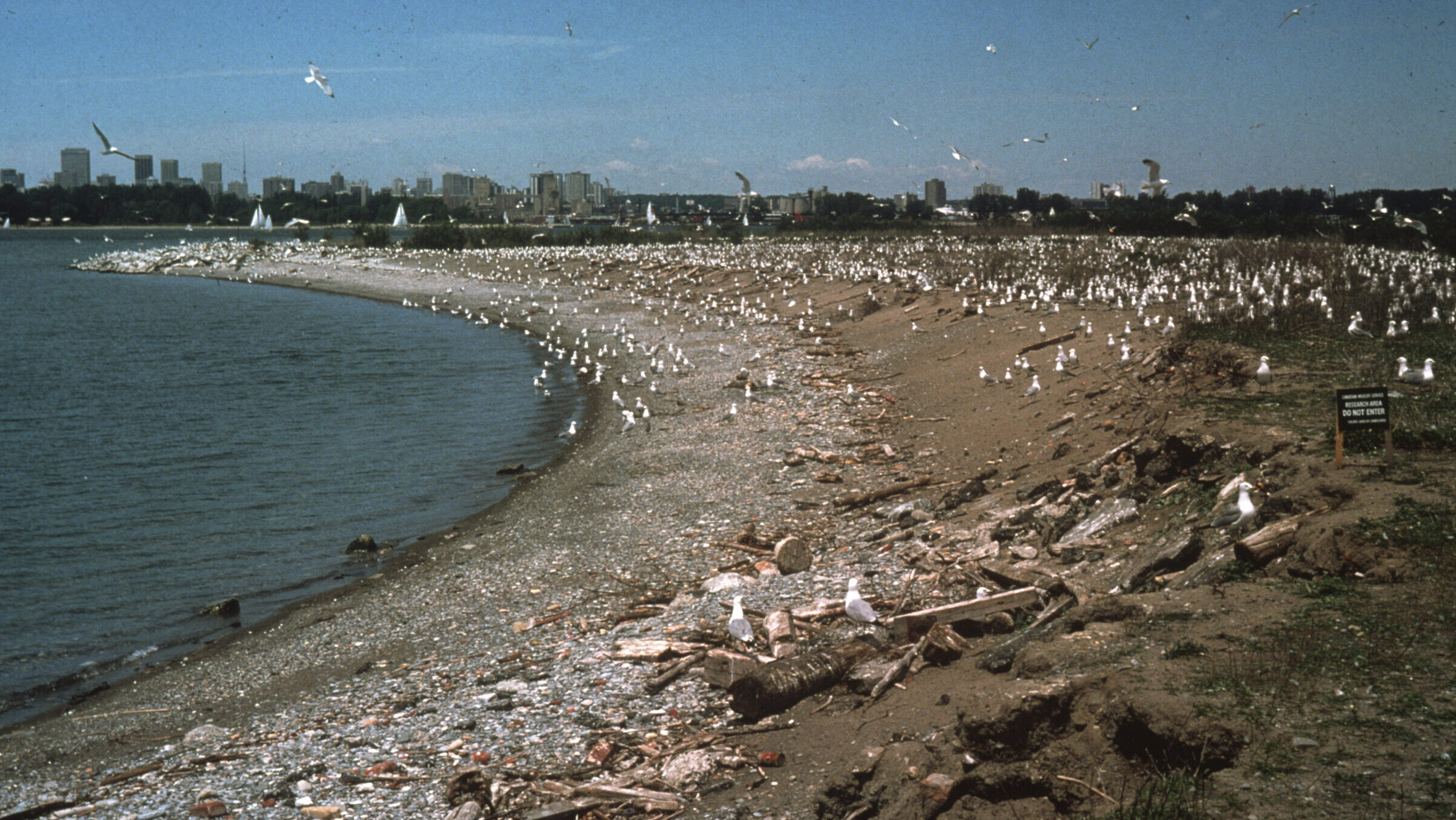 A large flock of seagulls gathers on a rocky beach, some flying overhead but most standing on the ground. On the left side of the photo, the beach curves around blue water. The right side of the photo shows the beach raising in elevation to a grassy area. In the far distance, a number of tall buildings can be seen.